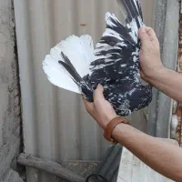 جفت کوهی دم سفید