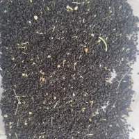 تخم تره بومی
