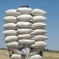 کاه گندم