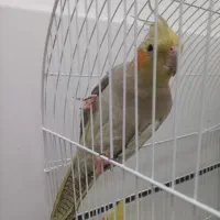 ماده جوان آماده جفت