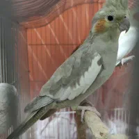 عروس هلندی مولد