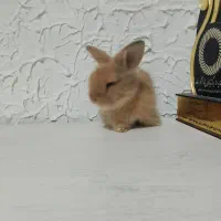چند عدد بچه خرگوش لوپ اصل