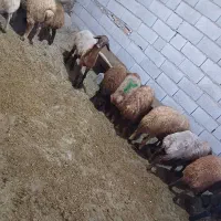 گوسفنده زنده  یافت اباد