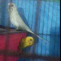 مرغ عشق