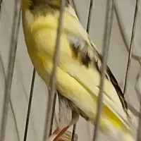 قناری  نر و جوجه یه سر ، قلمی ، سهره ، ذات دار