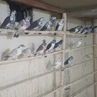 سوسگی پرشی