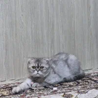 گربه بریتیش ماده اصیل