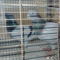 کبوتر نامبر ذات دار