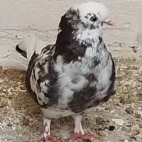 کبوتر گم شوده