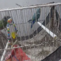 طوطی برزیلی