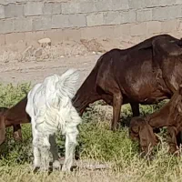 بز پاکستانی اصل