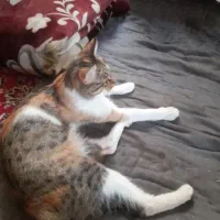 یک عددگربه ماده به همراه سه توله