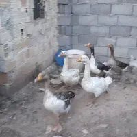غاز قوغاز