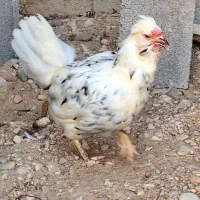 مرغ گلین