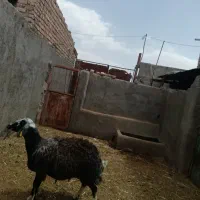 یک عدد میش چاق درجه یک