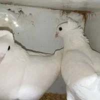 18 عدد کبوتر فروشی دونه ای 400 تومان