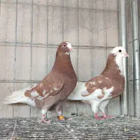 کبوتر پرشی