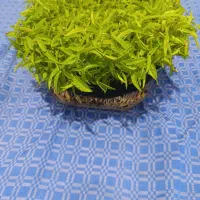 درخت