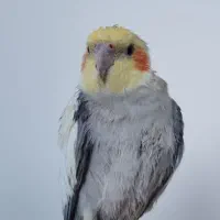 عروس هلندی فندوق