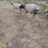 بره نر