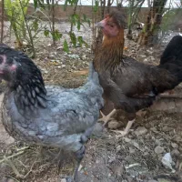 مرغ بومی