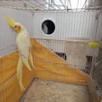 عروس هلندی جفت   عروس نر و ماده