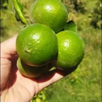 1000متر-میوه-قلعه-نو-سراصلی