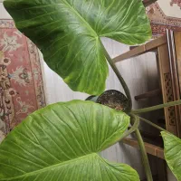گل مرداب