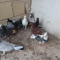 کبوتر  جوجه دورگ .۱۰عدد