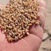 گندم بذری کلاته
