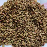 بنشه خشک