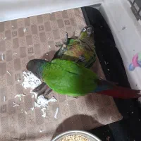 یک جفت طوطی گرینچیک نر و ماده
