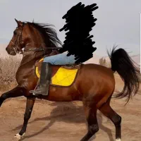 اسب نریان سیلمی ۶ دانگ ۵ نشان