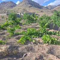 باغ-فروشی-روستای-قز