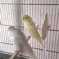 مرغ عشق پروانه ای دوگل