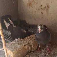 نروماده پلنگ و شامی افغان