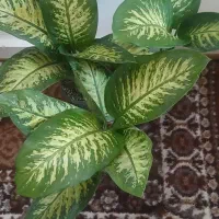 فروش گل دیفن