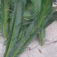 برگ سیکاس