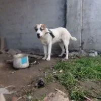 افغان 10ماهه شجره سنگین