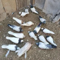 کبوتر کله دار طوقی کاکولی  قزوینی سرول