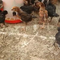 جوجه محلی گلپایگان یکماهه 180هزار