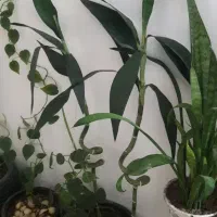 استخدام
