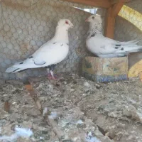 کبوتر جفت