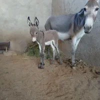 حیوانات