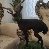 مجسمه طبیعی تزیینی