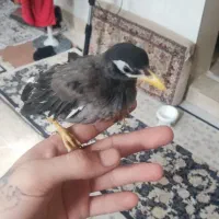 جوجه مرغ مینا