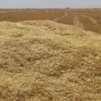 چمن