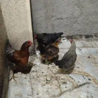 مرغ