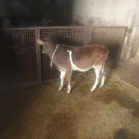 گوساله نر