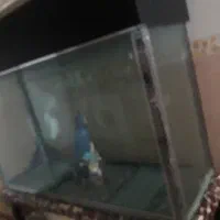 اکواریوم‌